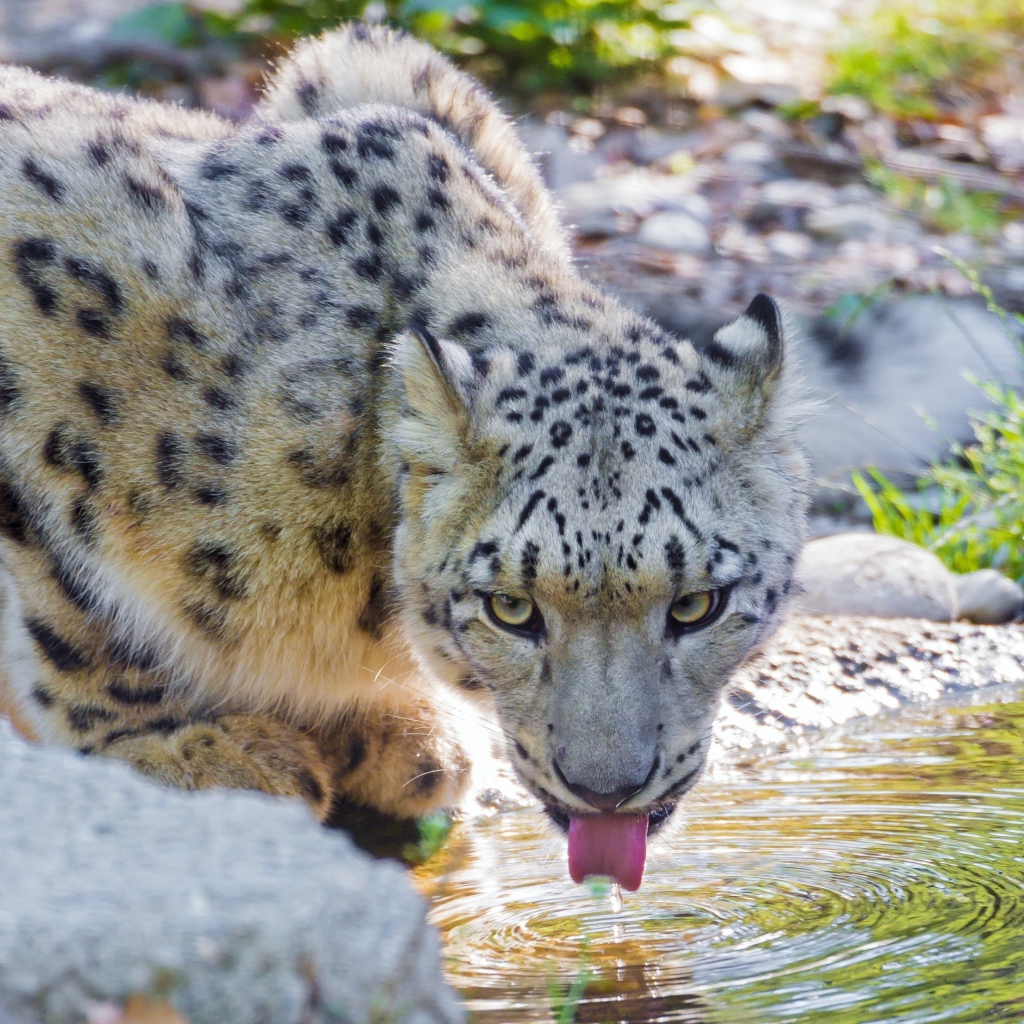 Снежный барс у водопоя