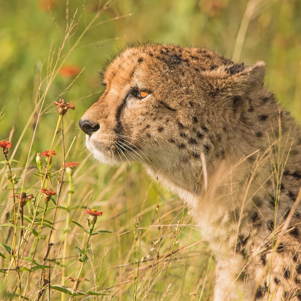 Пятнистый гепард в траве 