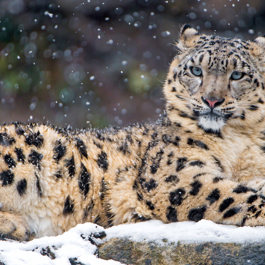 Пятнистый леопард лежит на заснеженном камне 