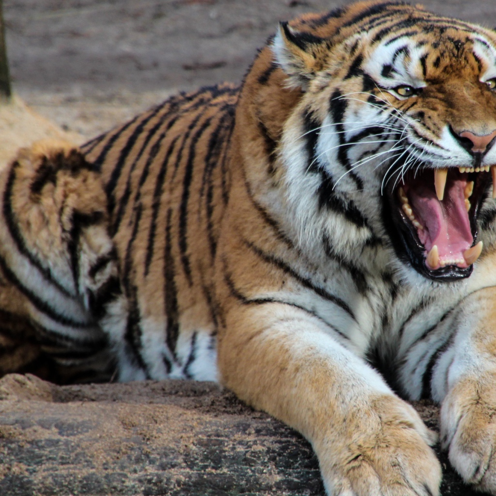 Грозный оскал красивого тигра