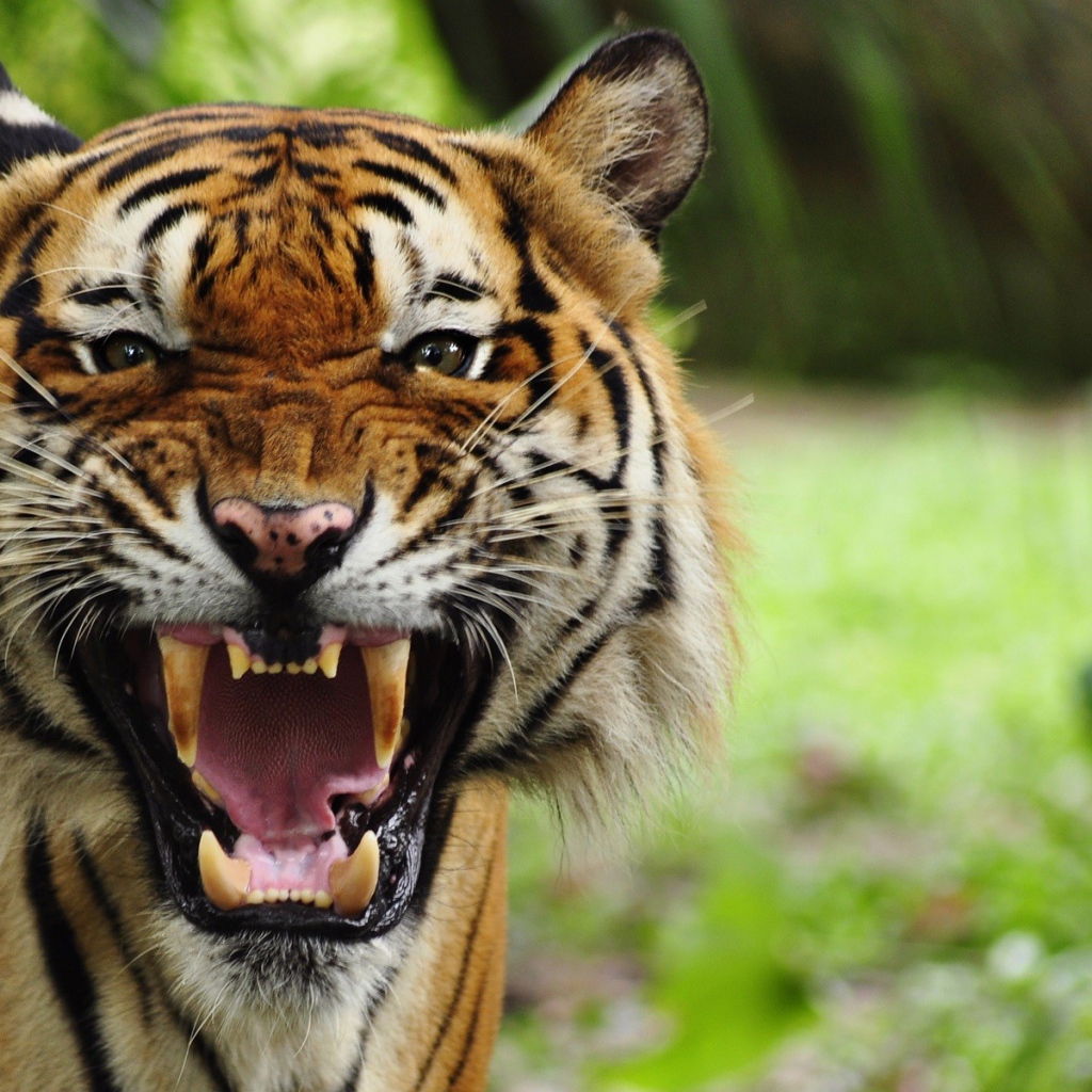 Грозный рычащий большой тигр 