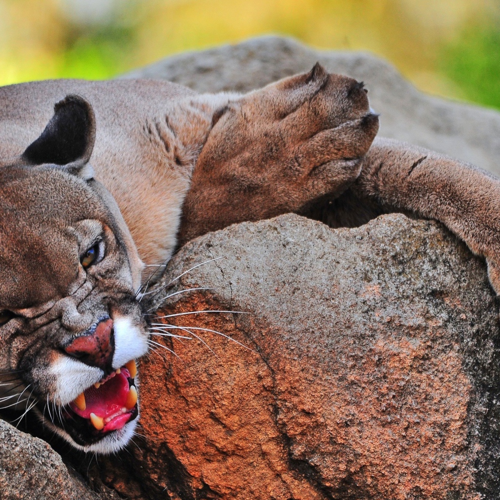 Грозная пума лежит на камне