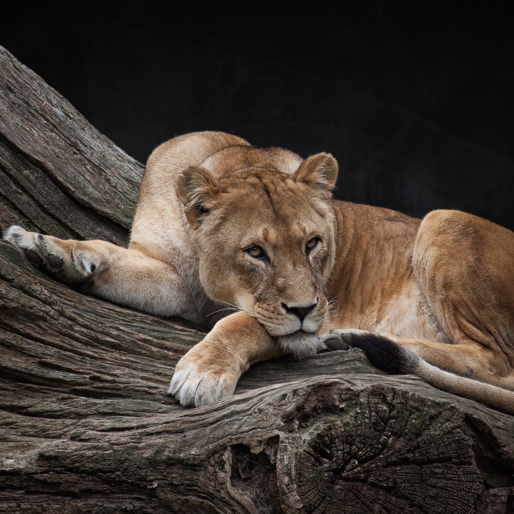 Большая львица лежит на сухом дереве в зоопарке