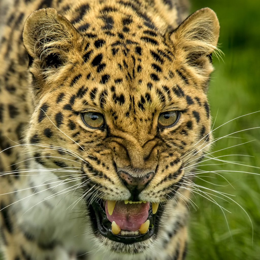 Свирепая морда пятнистого леопарда