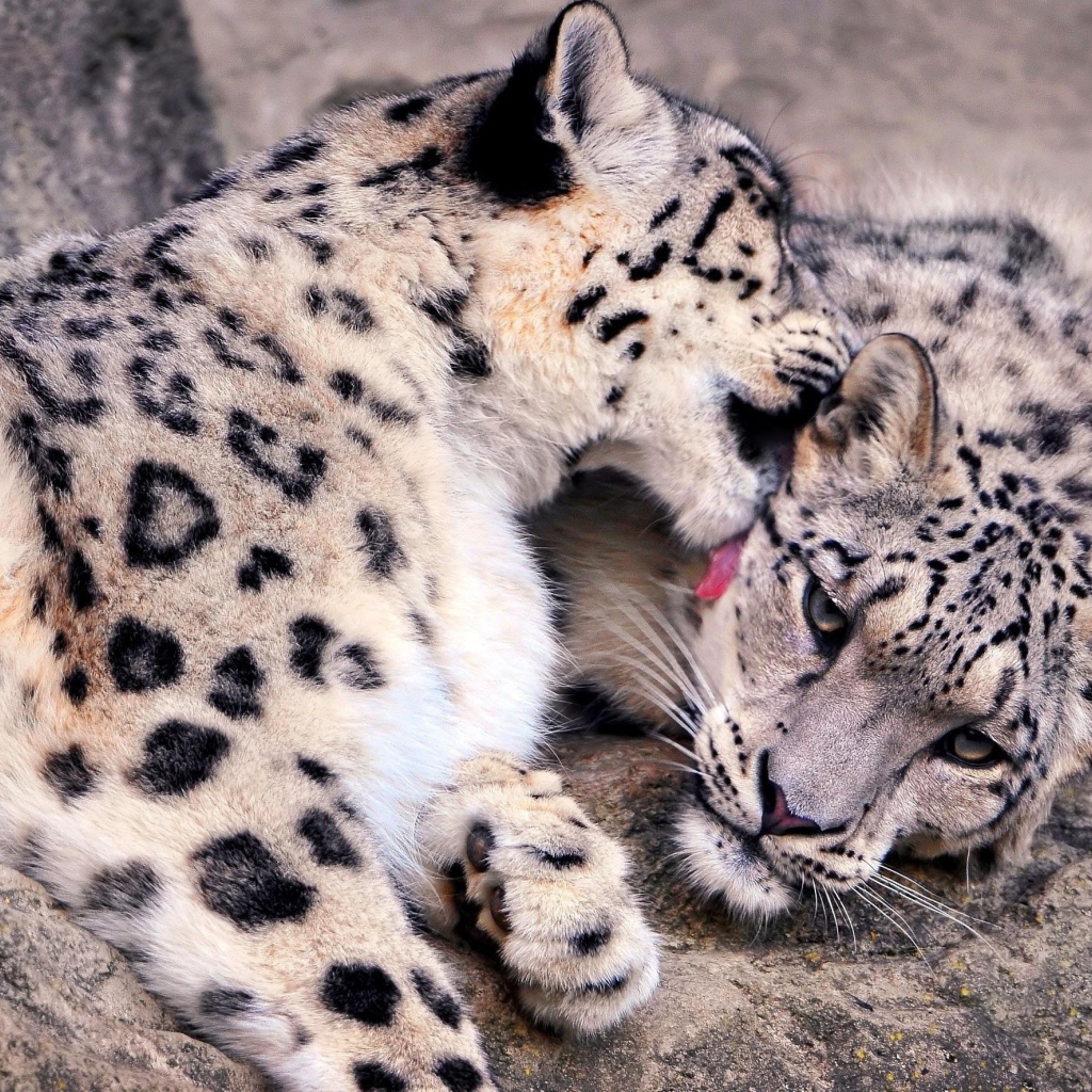 Нежная забота снежных барсов