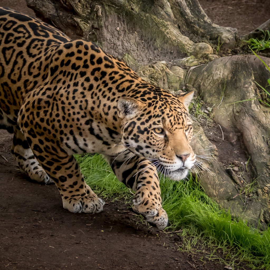 Грациозный леопард охотится за добычей