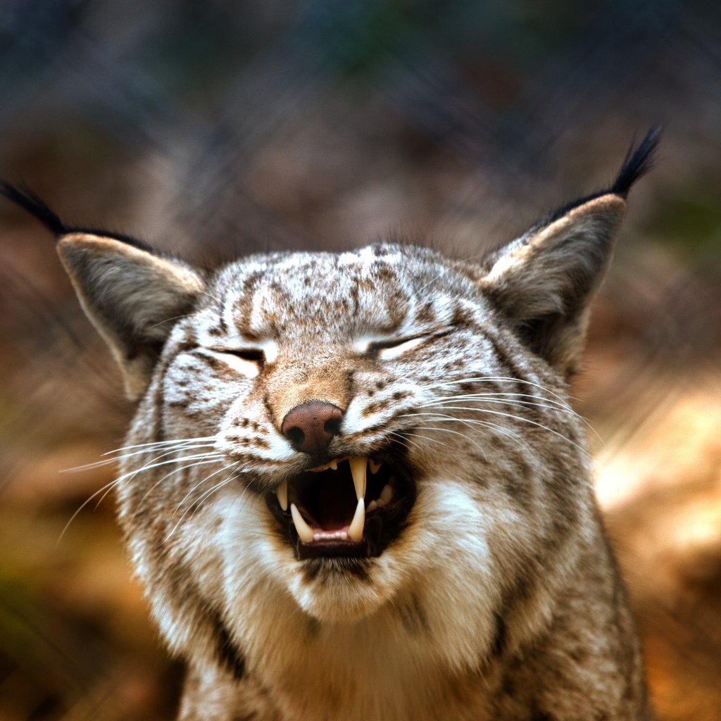 Оскал хищность рыси крупным планом