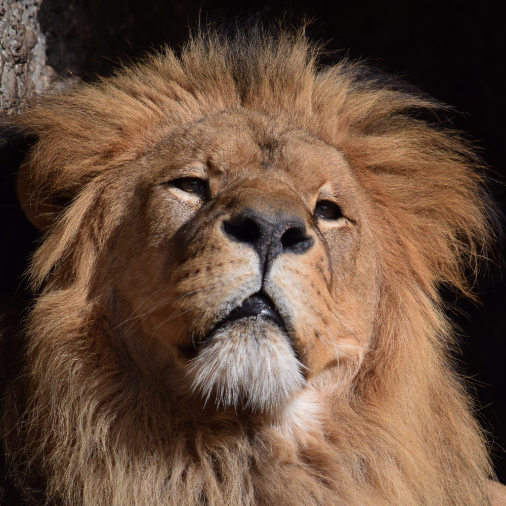Морда большого серьезного льва