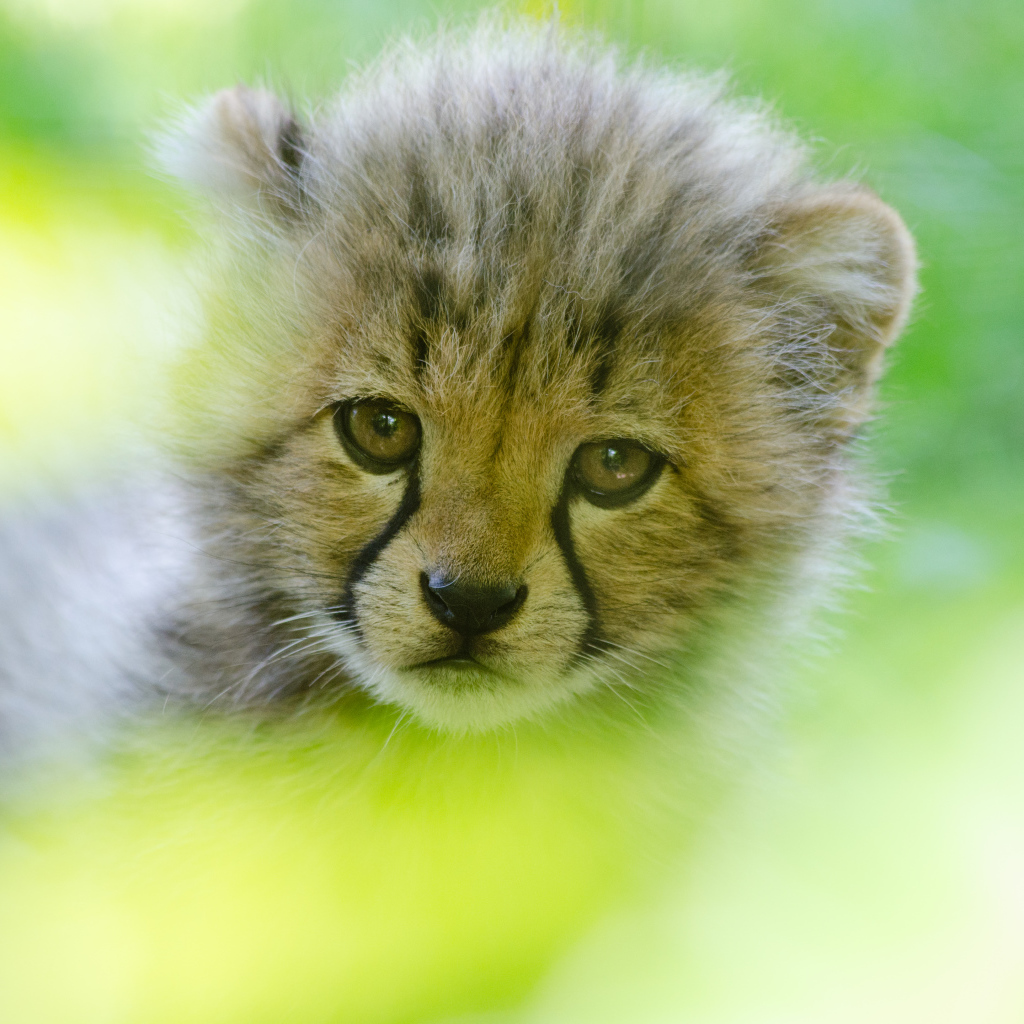 Грустная морда маленького леопарда