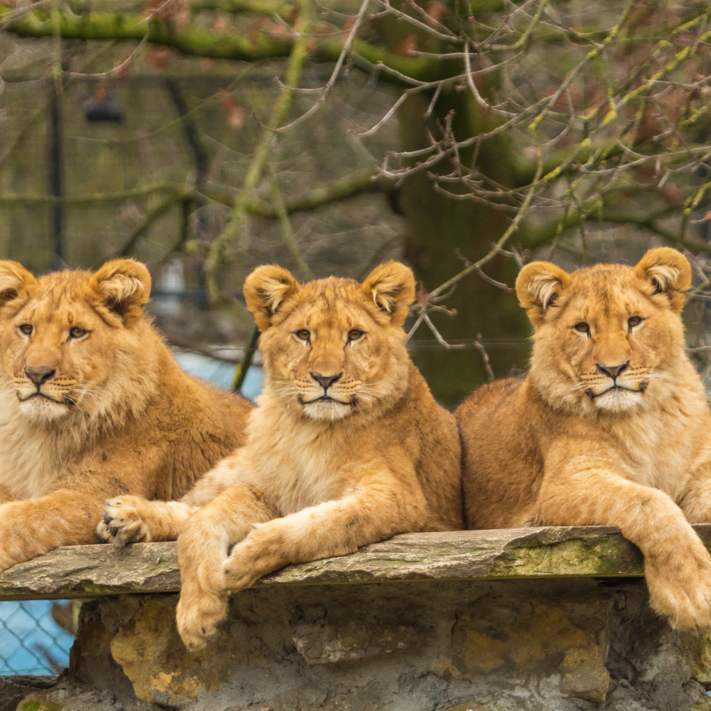 Три грациозные львицы лежат на камне в зоопарке