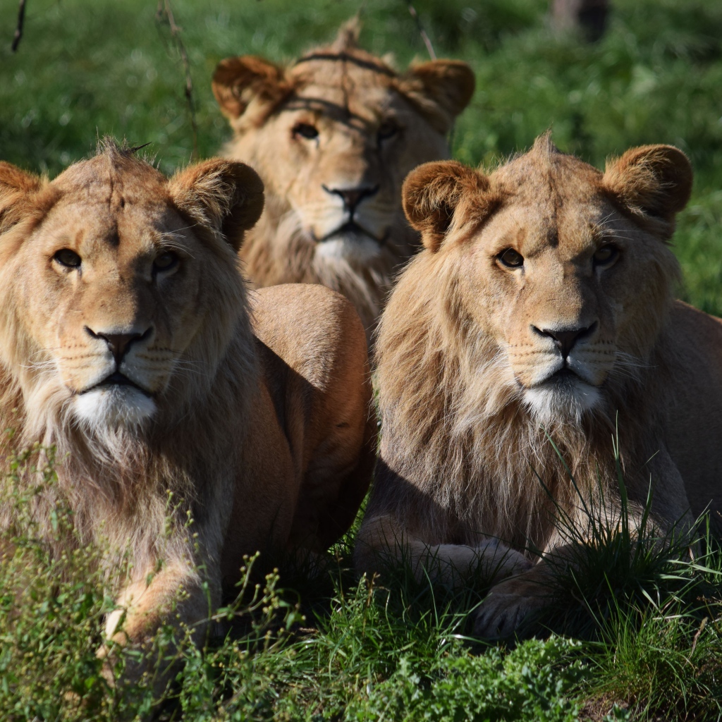 Три львицы лежат на зеленой траве
