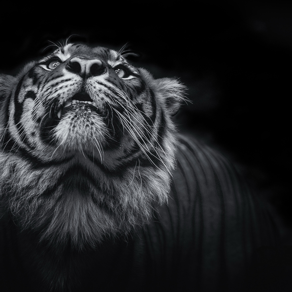 Тигр смотрит вверх  черно - белое фото