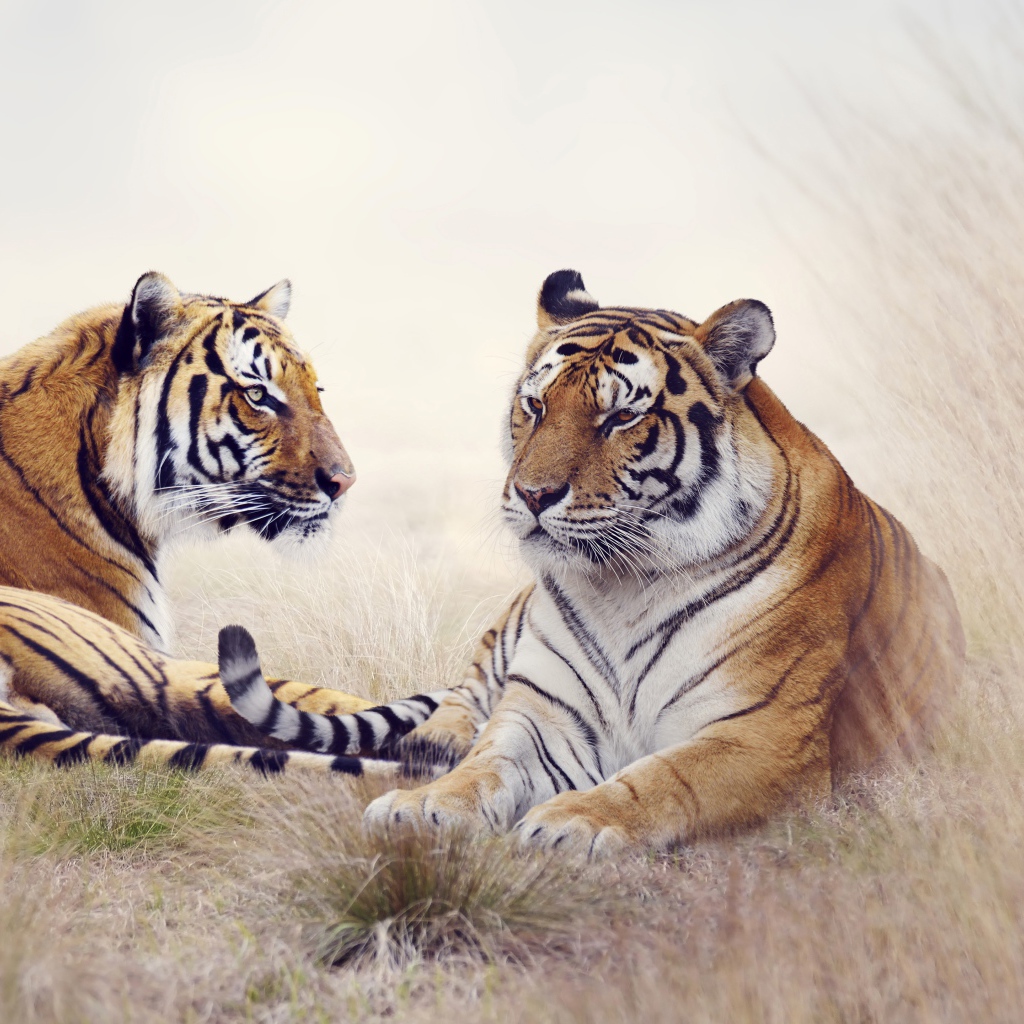 Пара тигров лежит на траве 