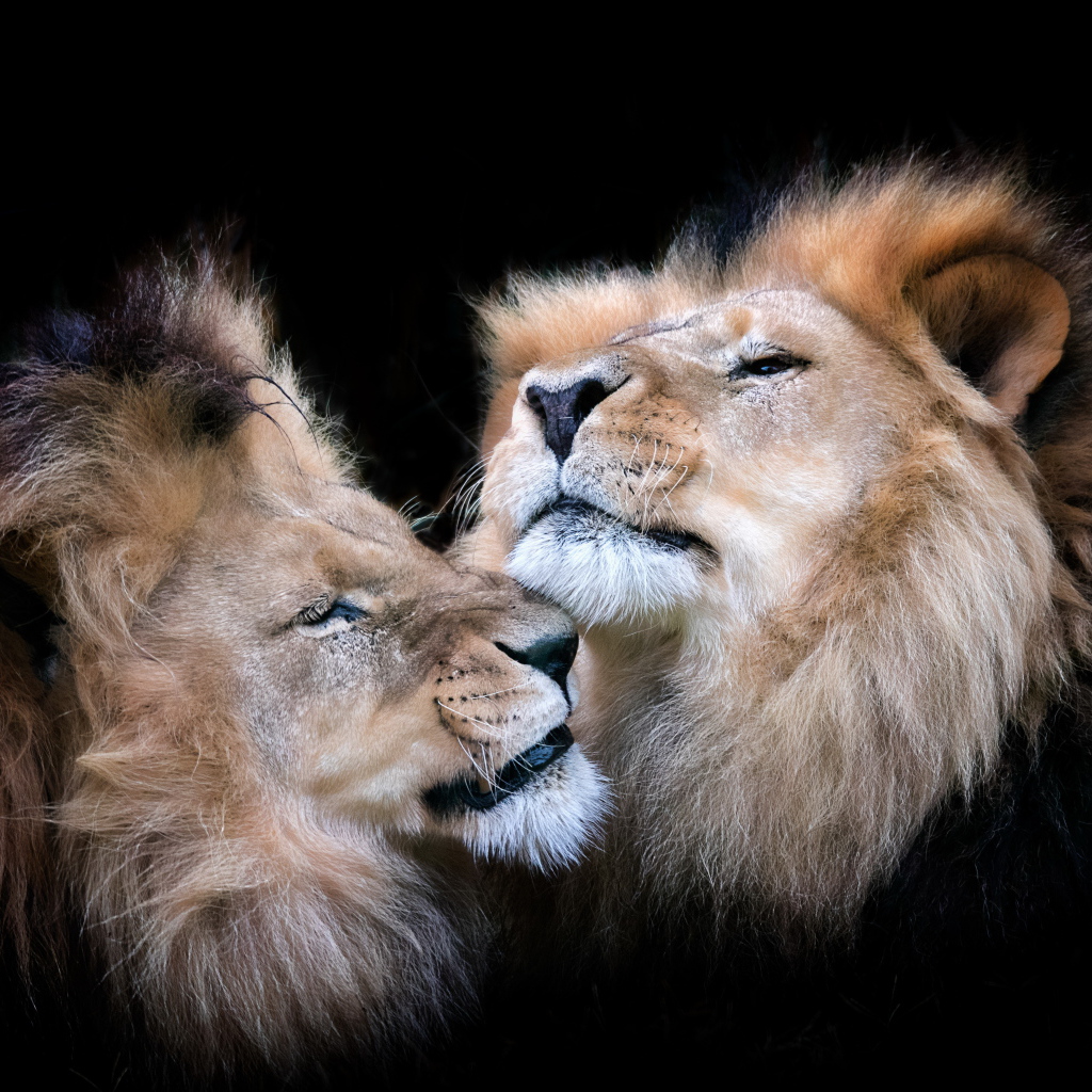 Две морды львов на черном фоне