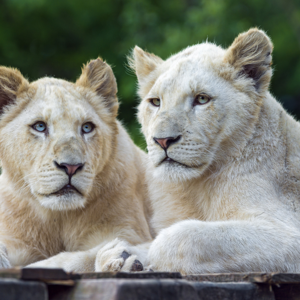 Две белых львицы с голубыми глазами 