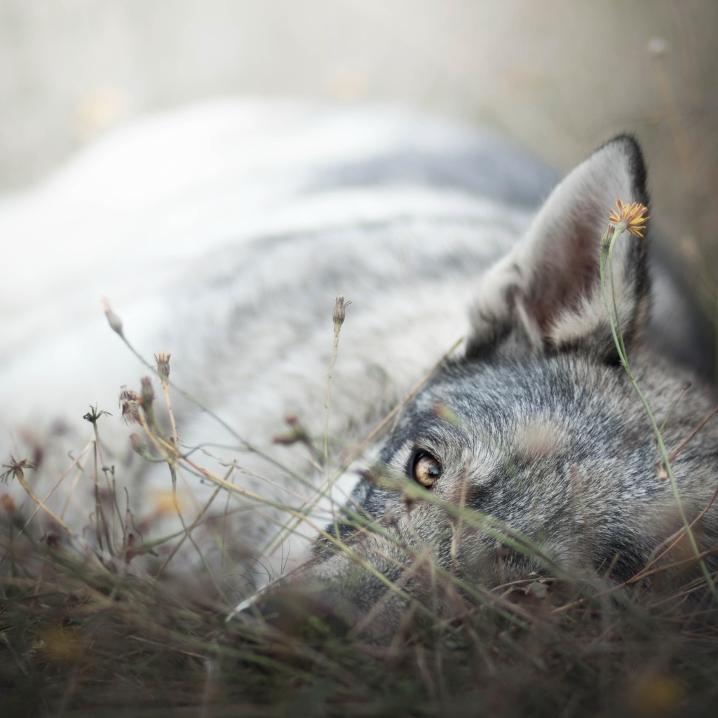 Грустный серый волк лежит на сухой траве