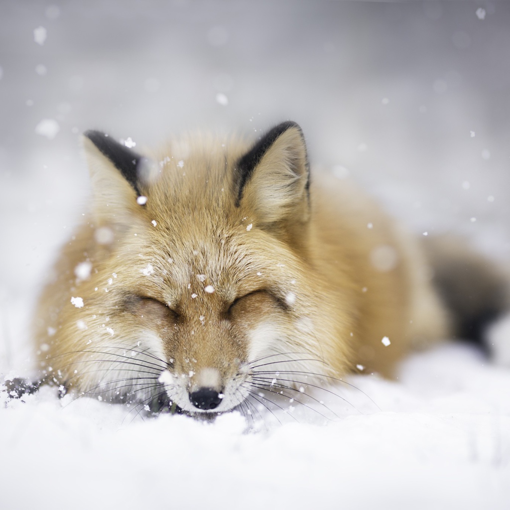 Лиса спит на белом снегу 