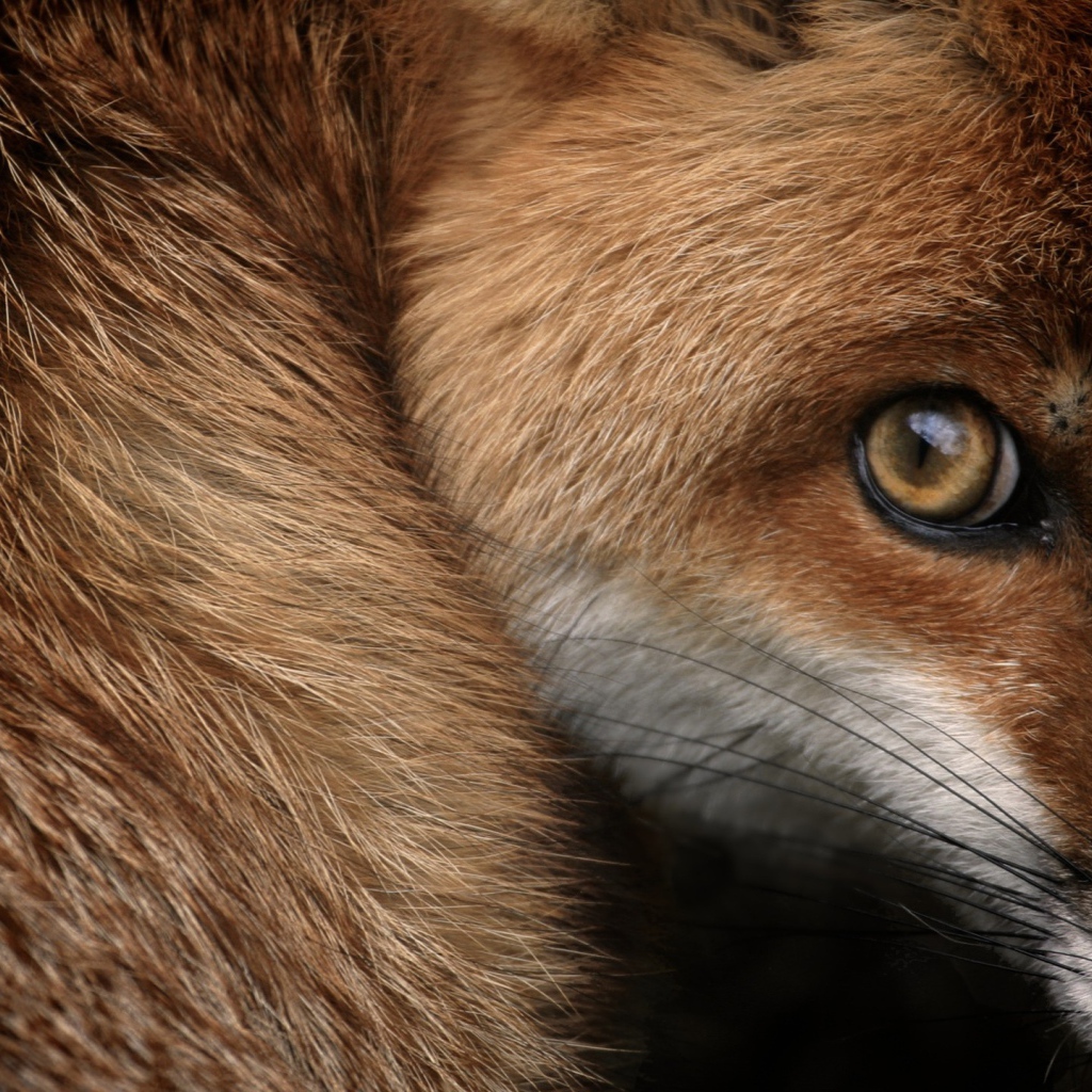 Испуганный взгляд рыжей лисы 