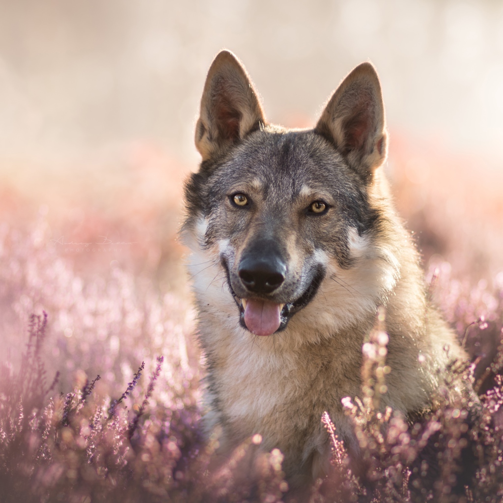 Gray wolf with his tongue out in lavender colors