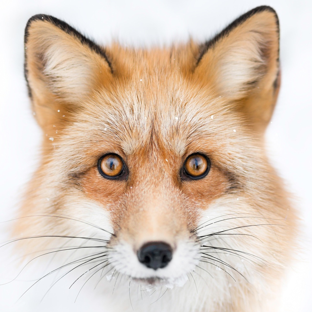 Морда рыжей лисы с большими черными усами