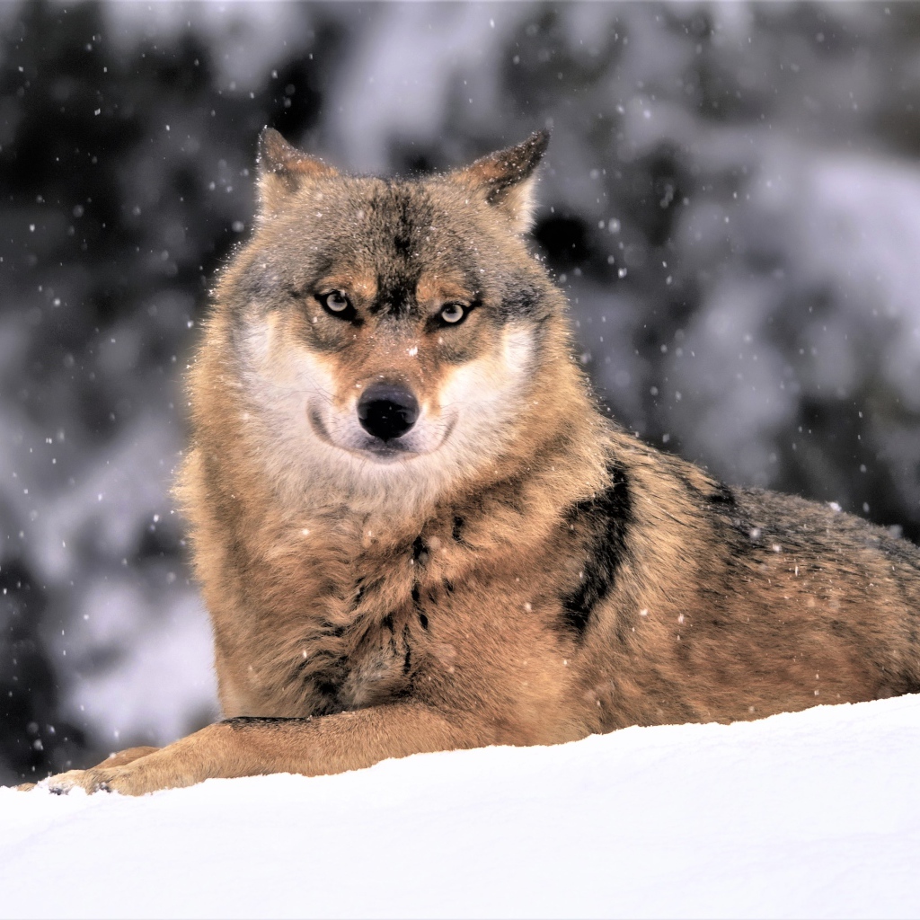 Большой волк лежит на белом снегу