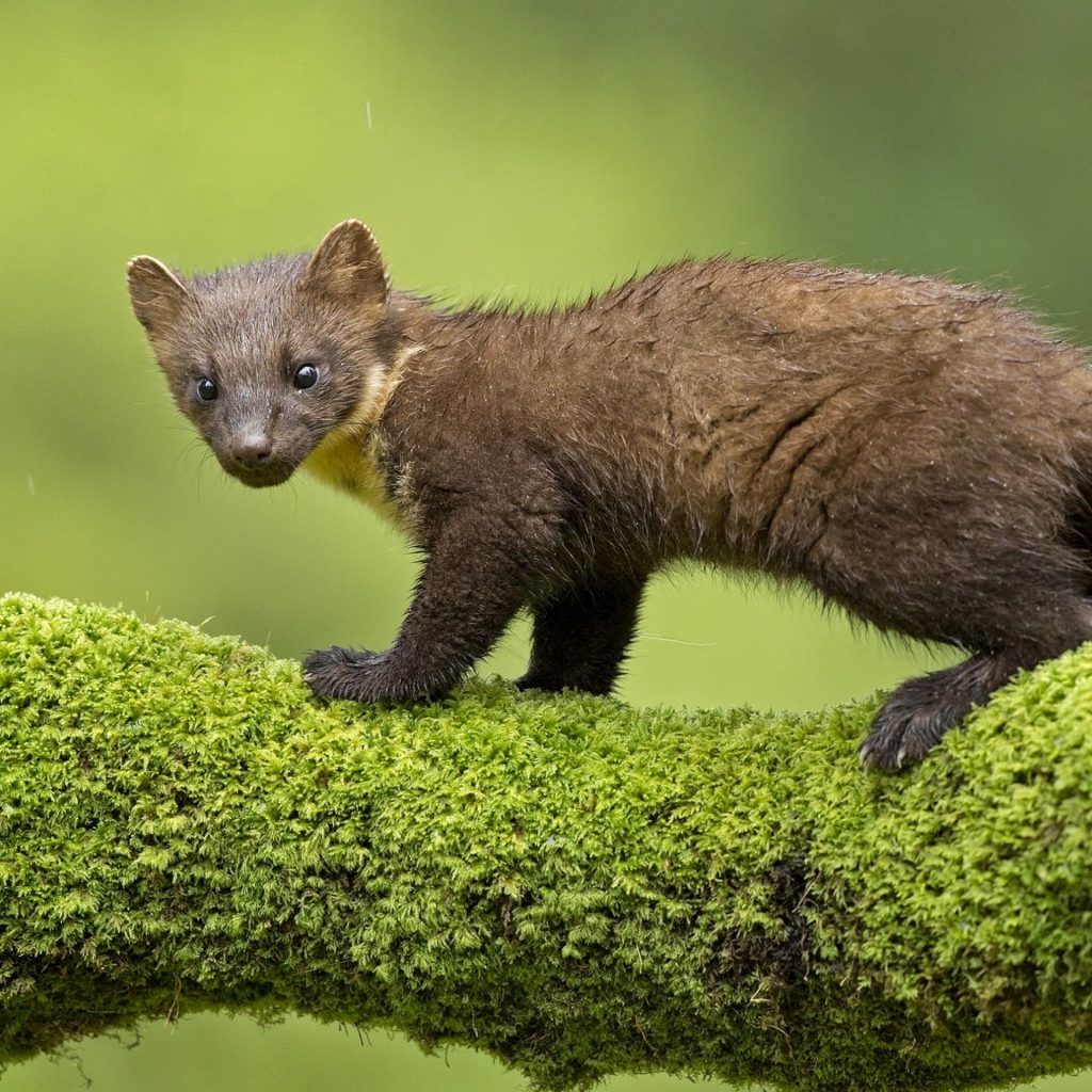 Куница стоит на покрытой мхом ветке дерева 