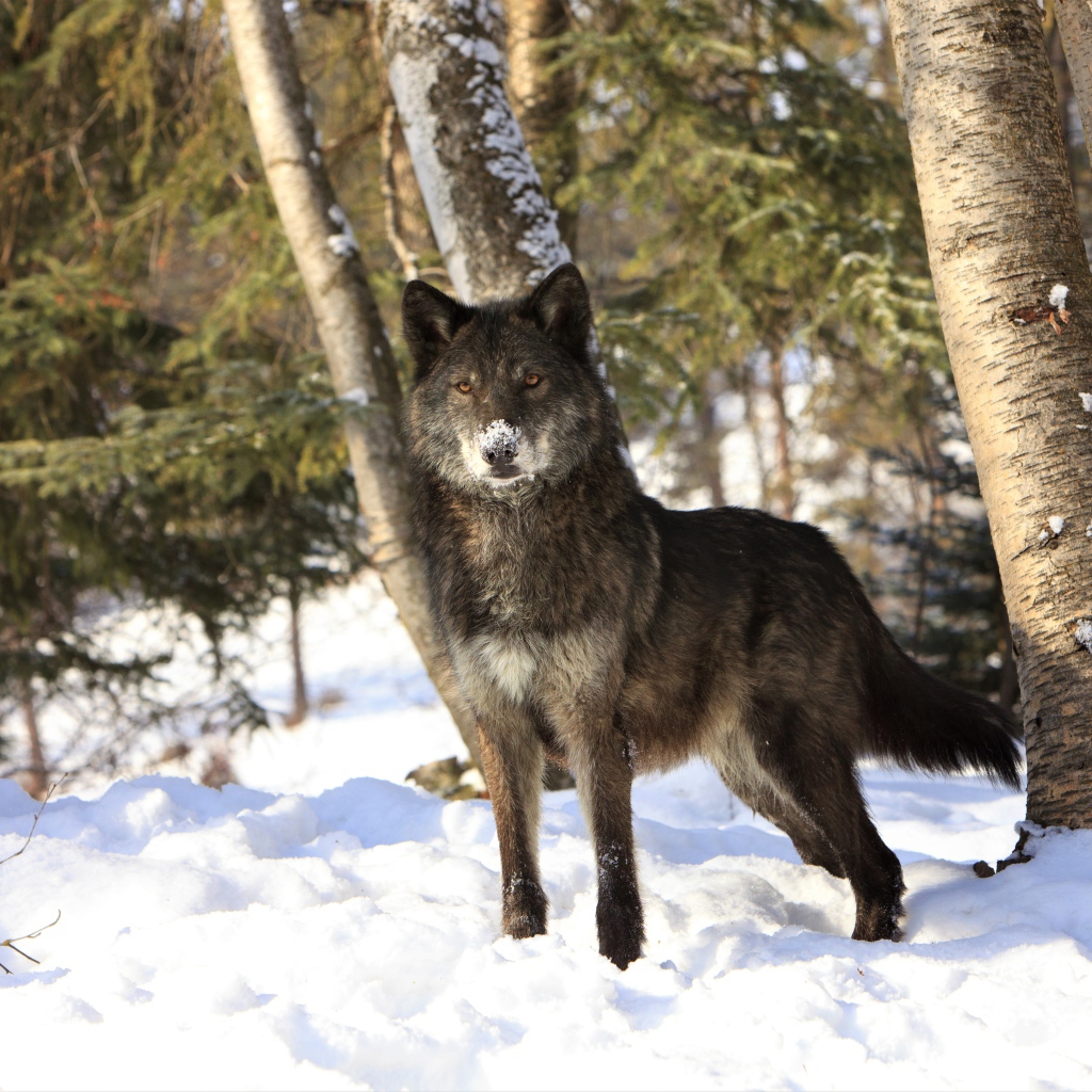 Волк стоит на холодном белом снегу в зимнем лесу