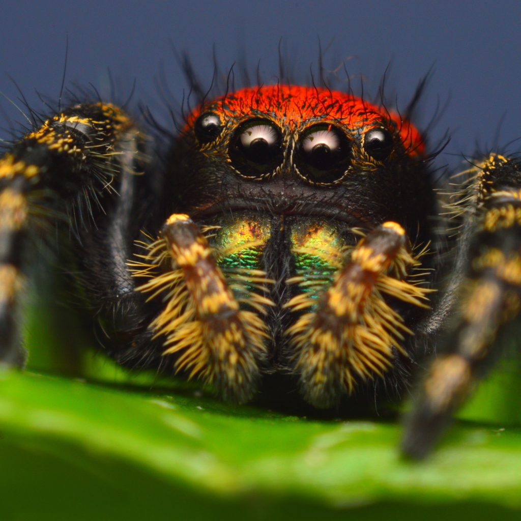 Spider with big eyes, macro shooting