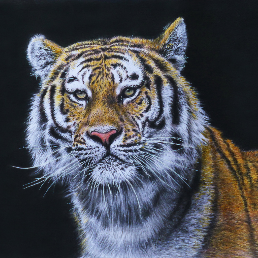 Красивый нарисованный тигр на черном фоне