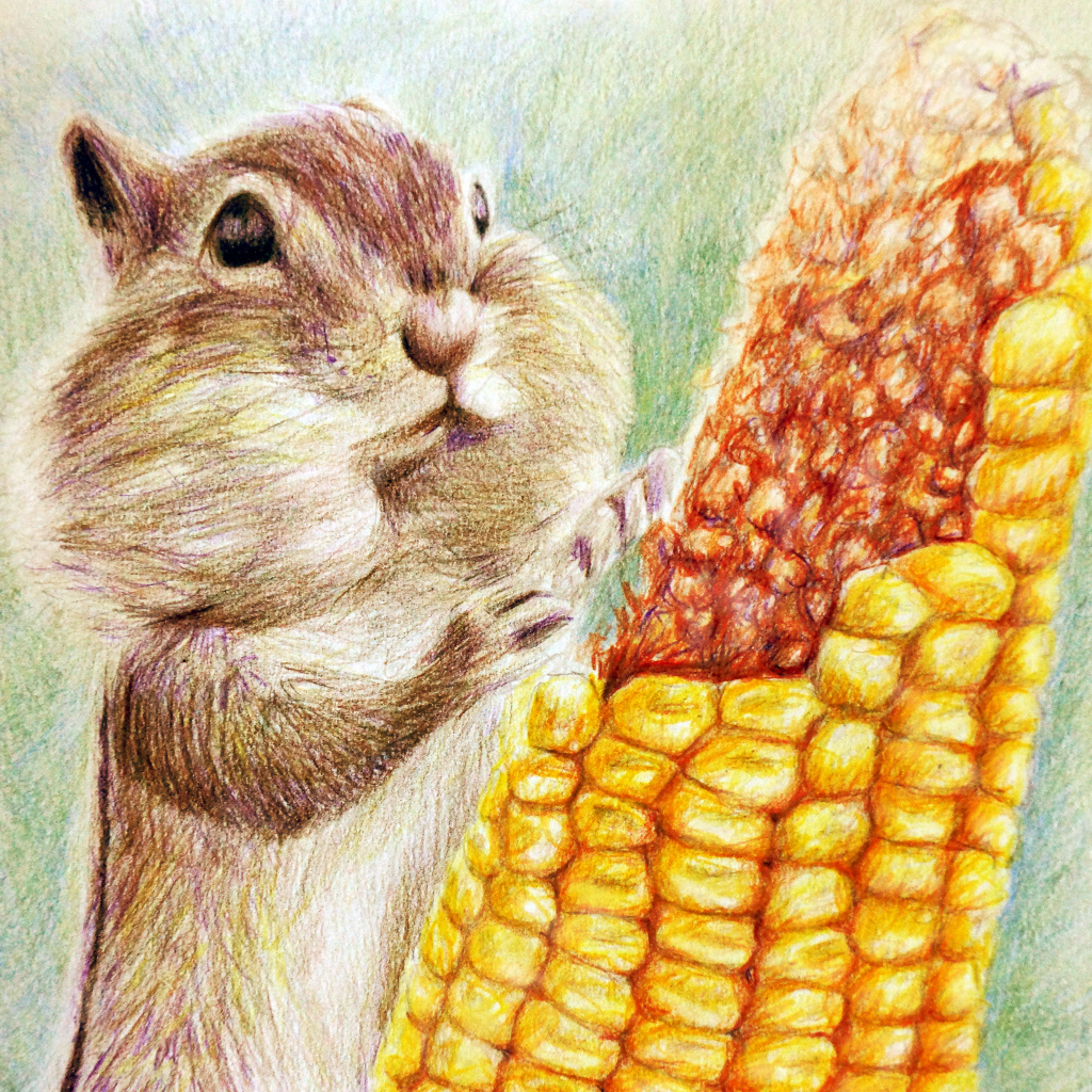 Painted chipmunk with corn