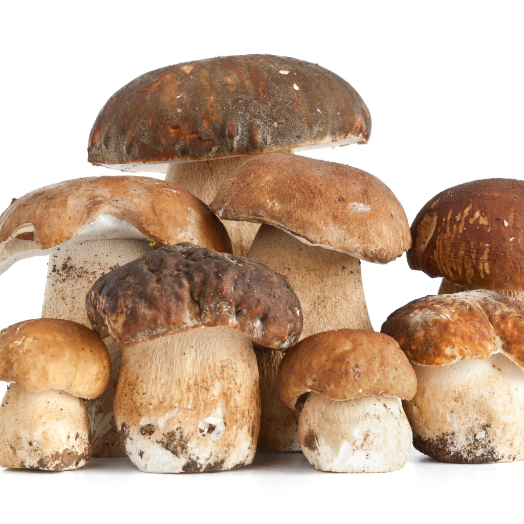 Много грибов на белом фоне крупным планом