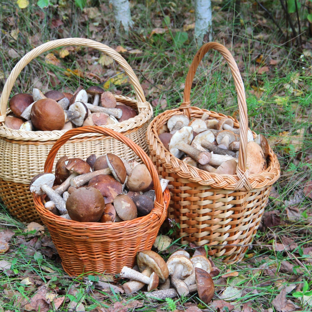 Три корзины с грибами в лесу