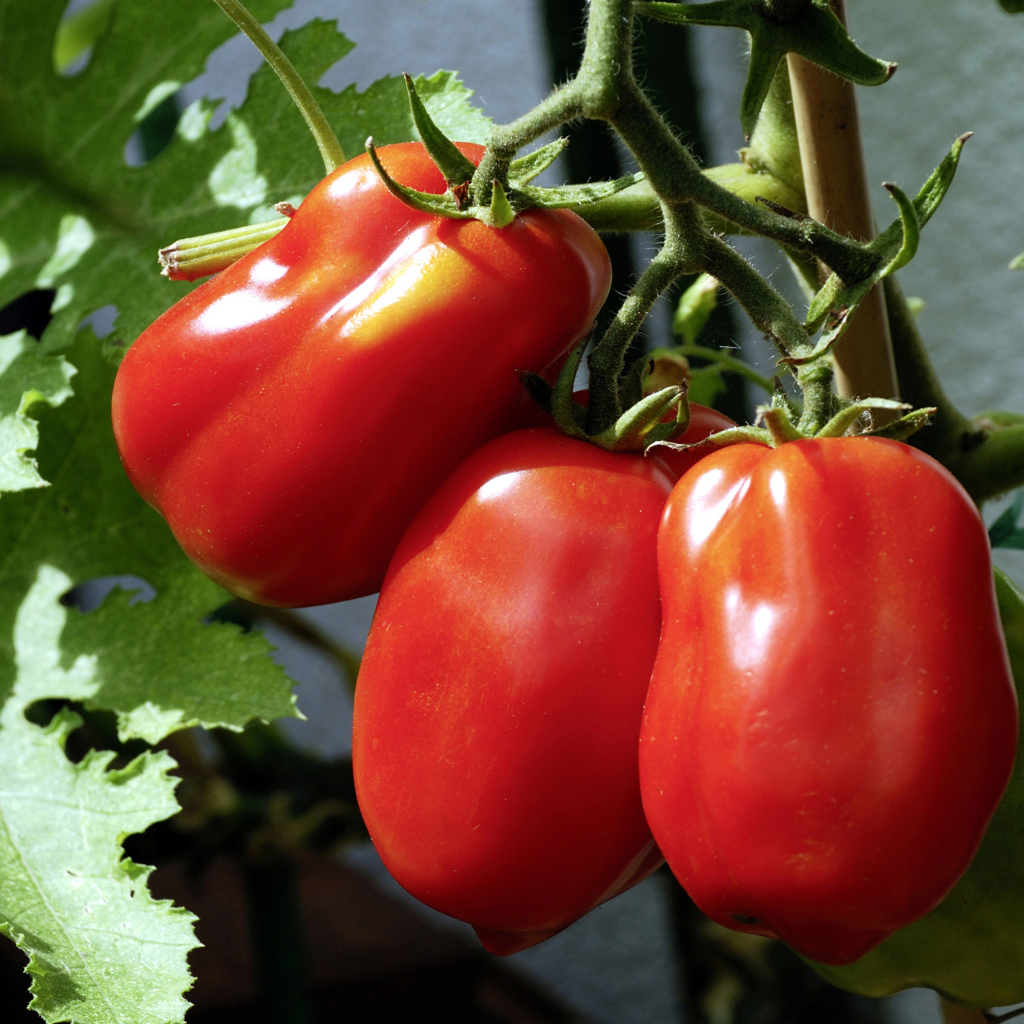 Три красных свежих помидора на грядке крупным планом