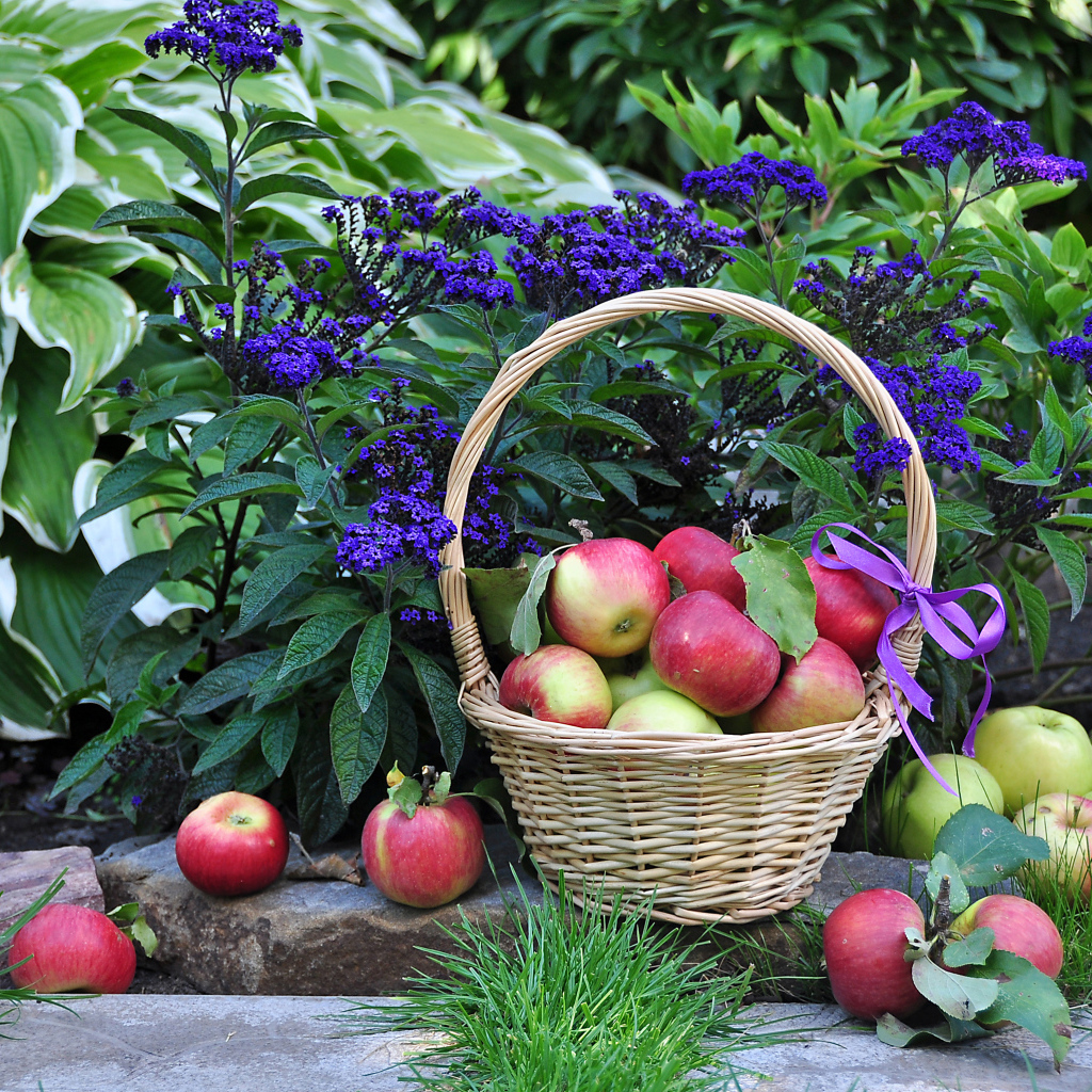 Яблоки в корзине рядом с синими садовыми цветами