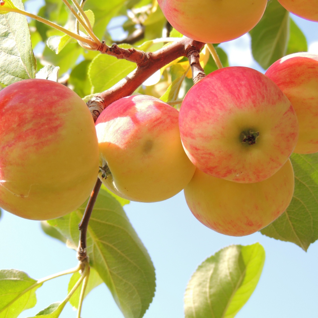 Красивые красные яблоки на ветке в саду