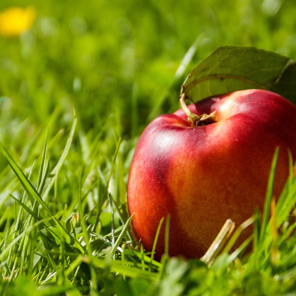 Большой красный нектарин в зеленой траве 