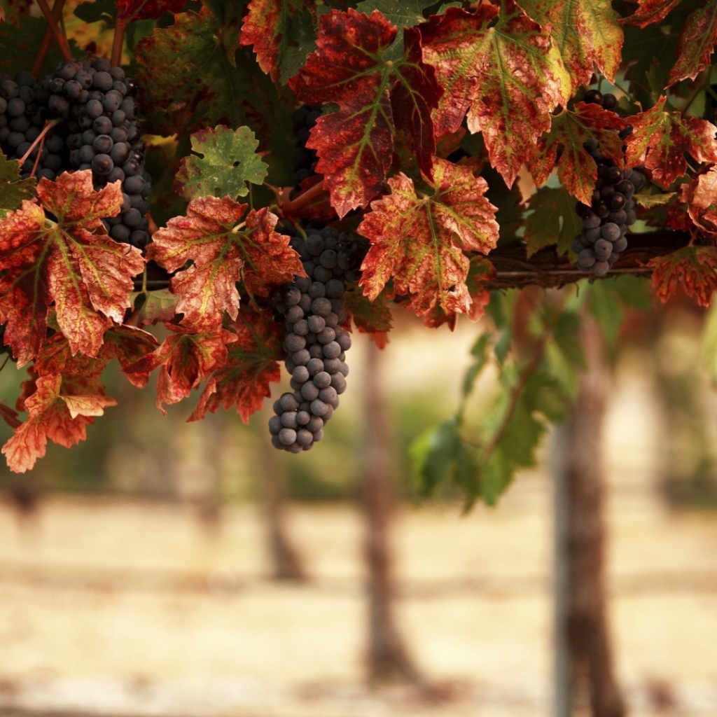 Гроздья синего винограда в желтых листьях 