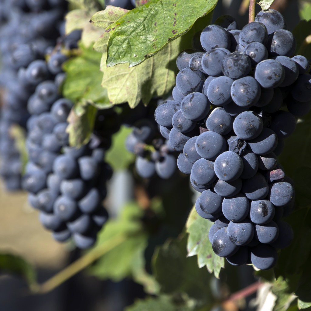 Гроздья спелого синего винограда 