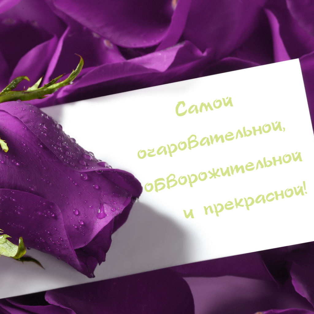 Сиреневая роза любимой девушке на 8 марта