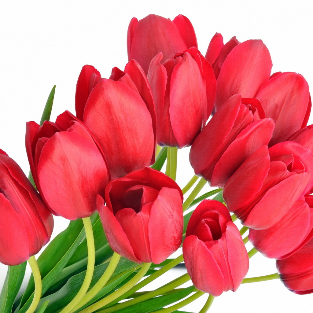 Красные тюльпаны на 8 марта