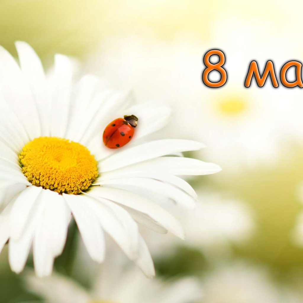Белая ромашка с божьей коровкой на 8 марта 