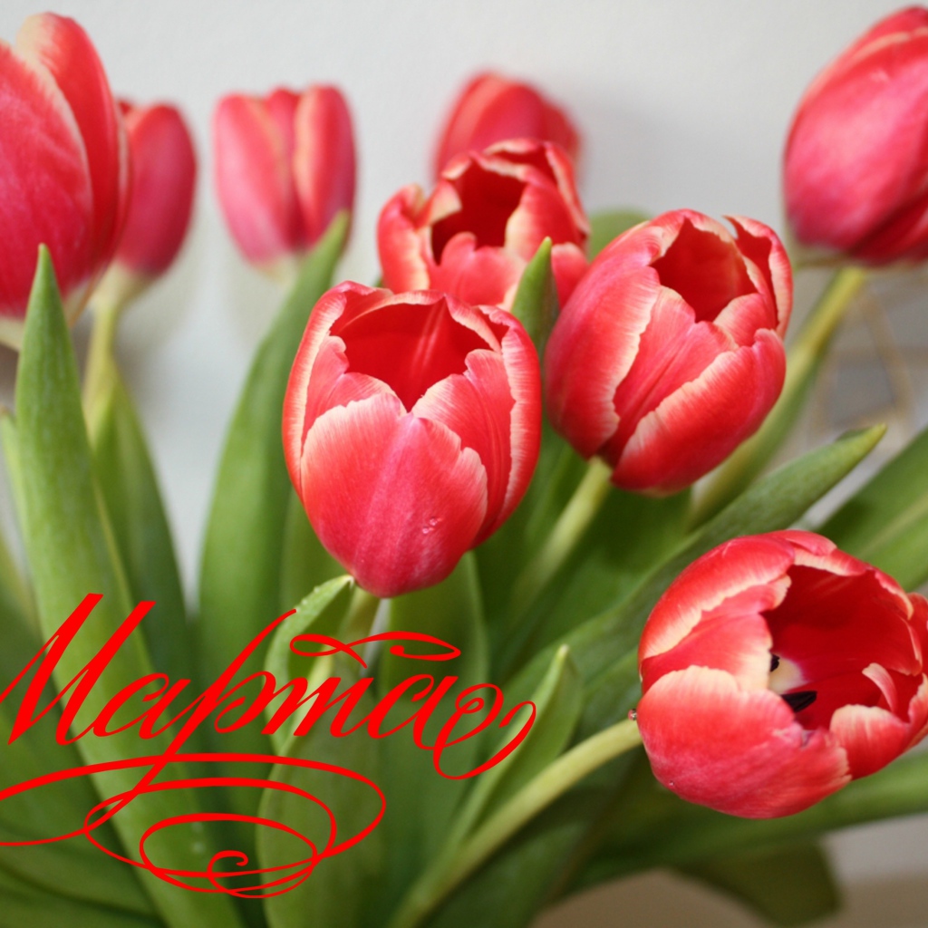 Букет тюльпанов для любимой на 8 марта