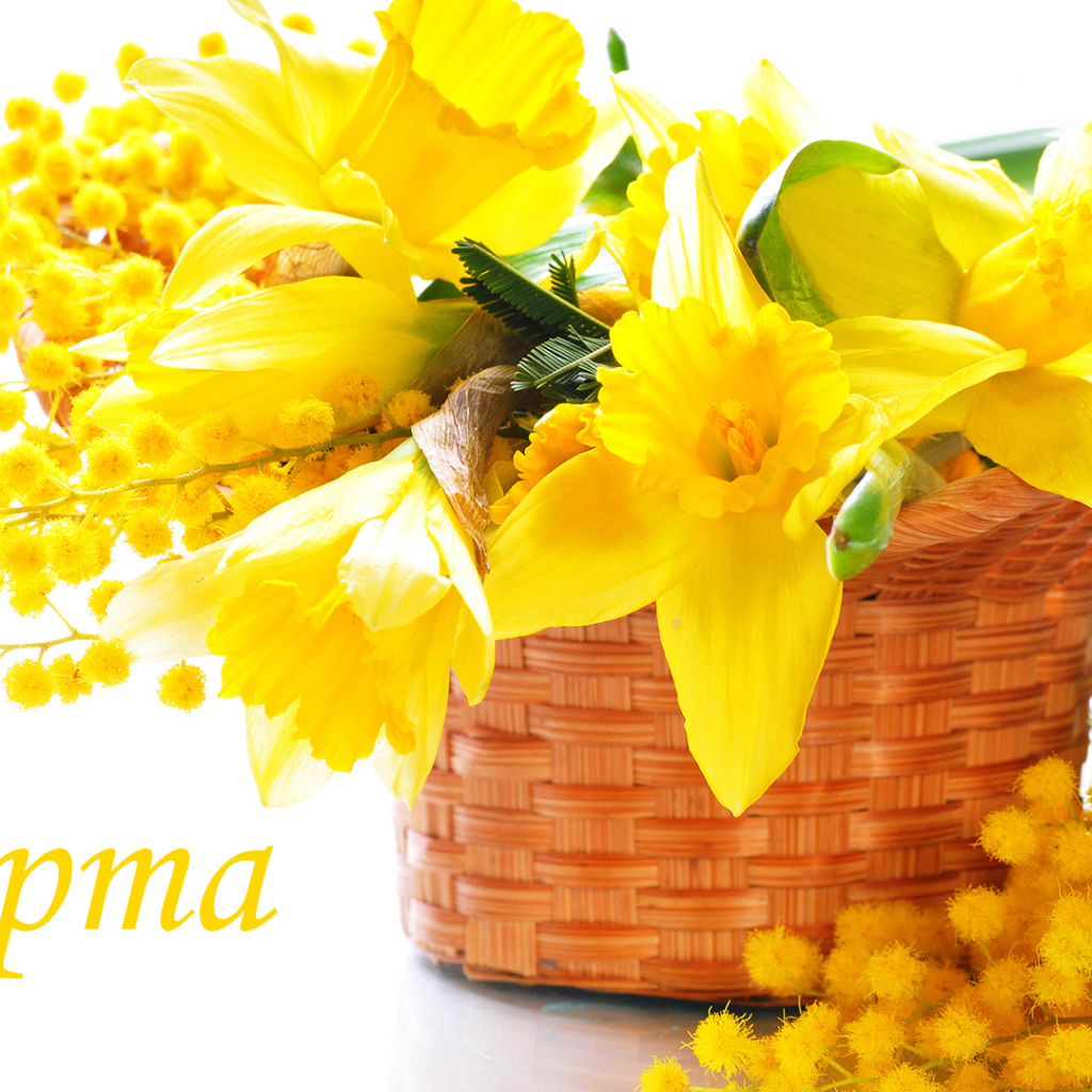 Желтые нарцисы и мимоза на 8 Марта