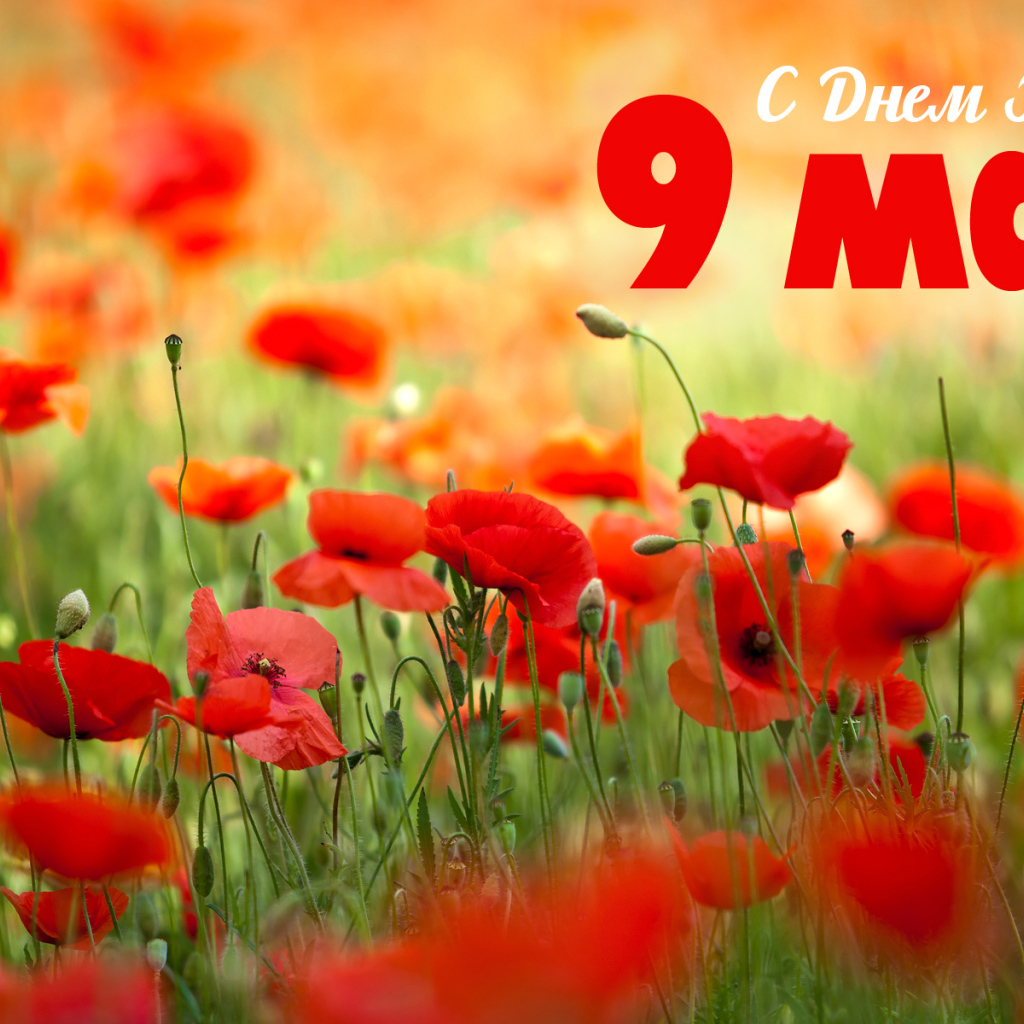 Открытка с полевыми маками на 9 мая  