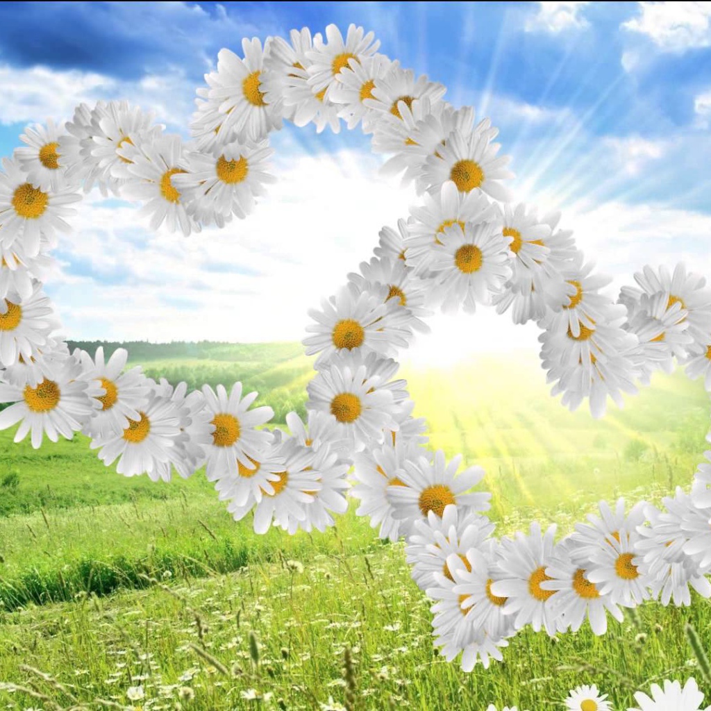 Красивые сердечки из белых ромашек 