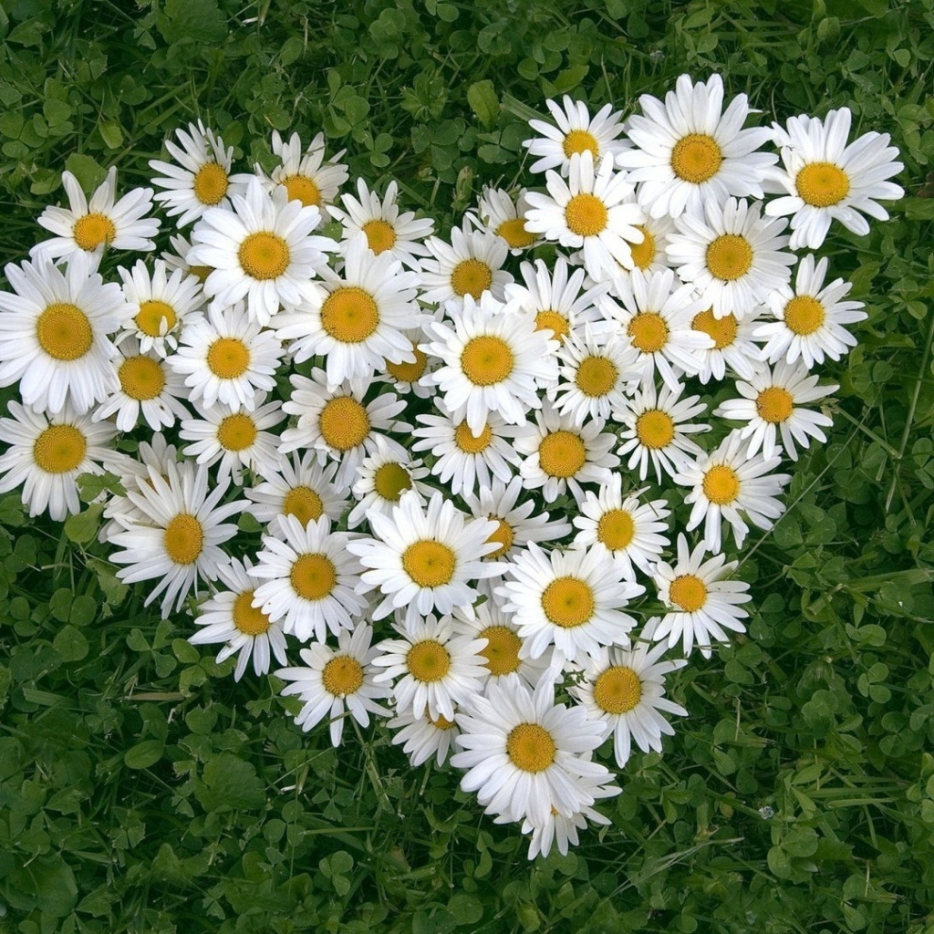 Сердце из белых цветов ромашки на зеленой траве