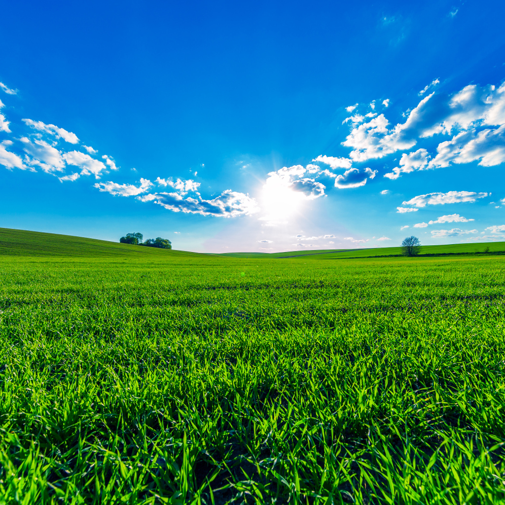 Зеленое поле под ярким солнцем в красивом голубом небе