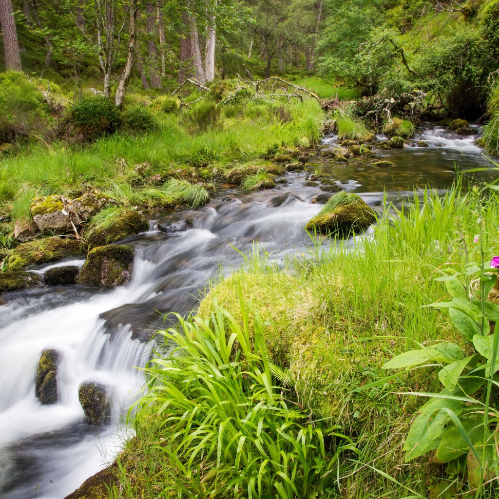Сиреневый цветок растет на берегу у лесного ручья