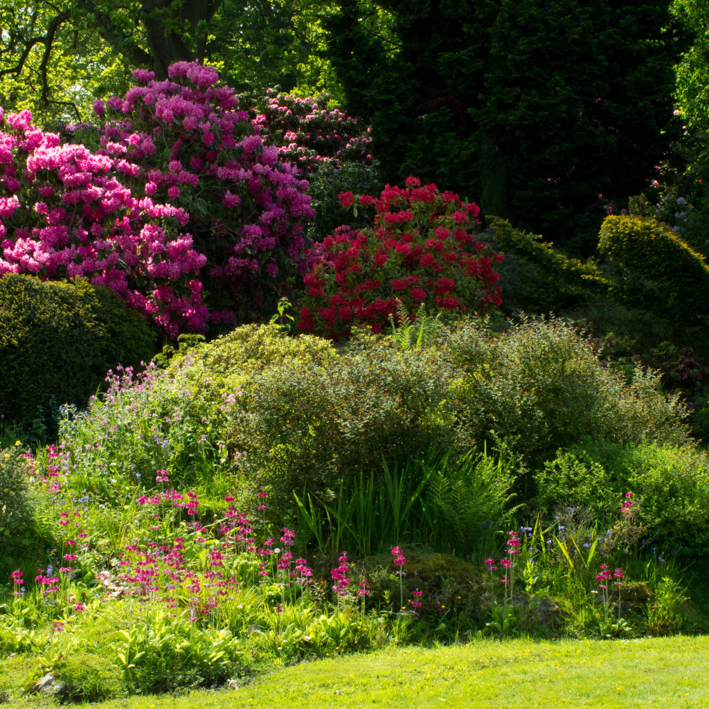Красивые цветущие кусты роз в парке 