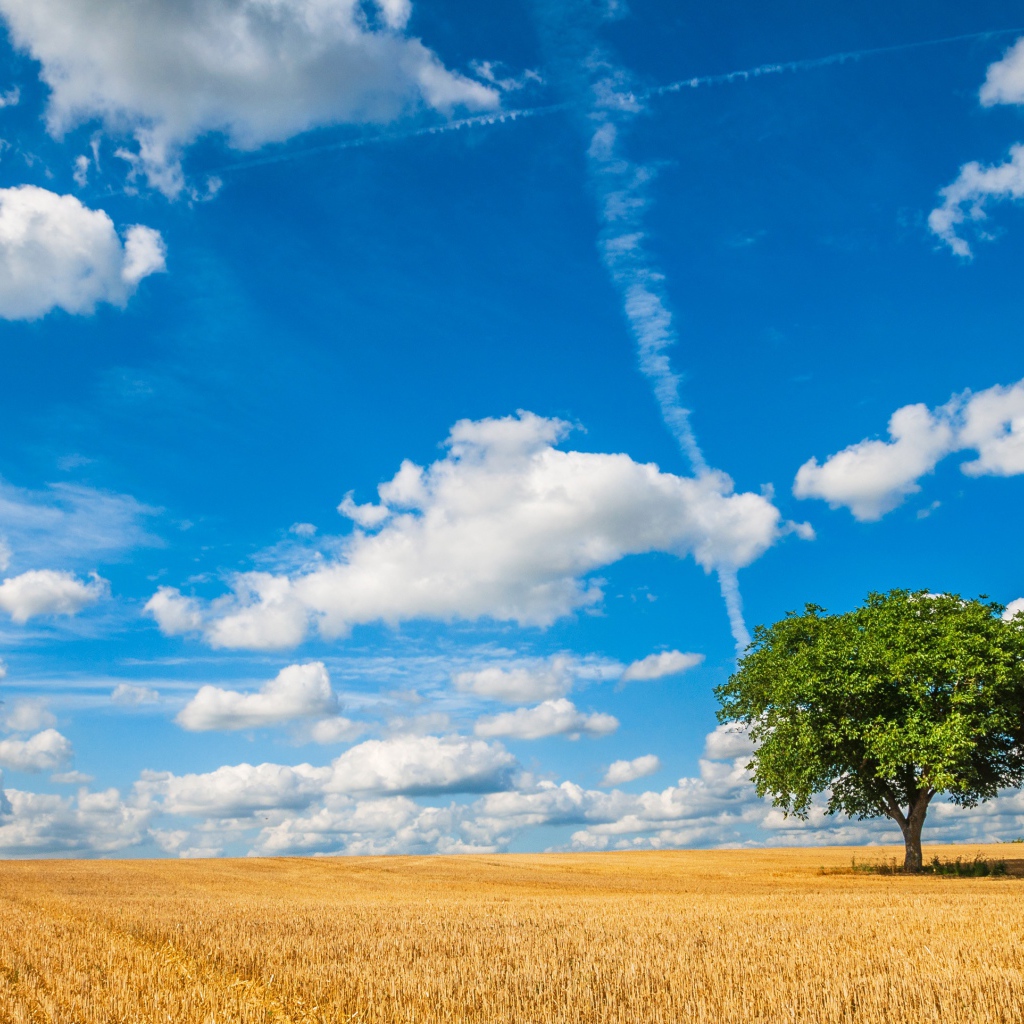 Голубое небо с белыми облаками над полем пшеницы